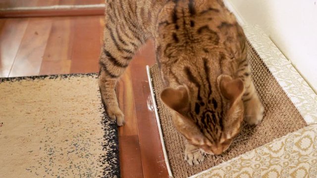 Bengal cat using scratching board. Cat walks up to a scratching board and starts scratching it