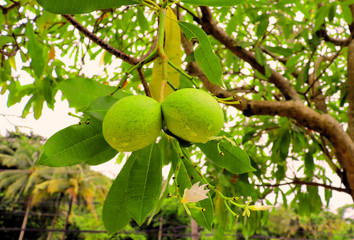 Fruits of the southern tree in the rays of the evening sun