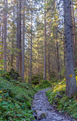 path in the forest