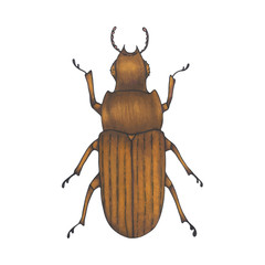 bug brown. Hand drawn insect illustration, detailed art. Isolated bug on white background.