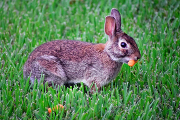 Wild Rabbit Eating Carrot
