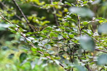 Butterflies inhabiting wild plants in the fields