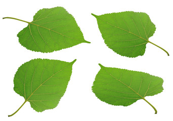 collection of mulberry leaf isolated on white background. ,leaves of mulberry used in heart disease balance the rhythm disorders in the heart and cleanse the bowels .