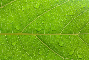 Background of Leaf image with water drop , close up image..