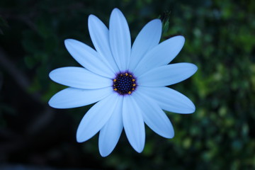 flor