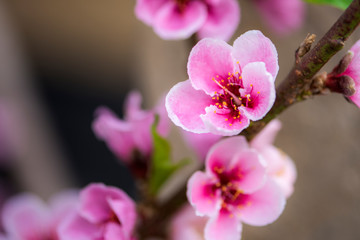 Close-up of Peach Blossoms Blooming on Peach Trees