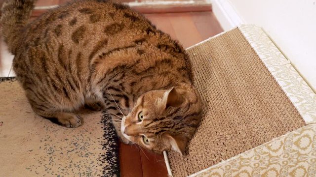 Bengal cat rubbing up against scratching board. Cat walks up to a scratching board and starts rubbing up against it.