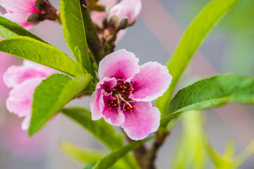 Close-up of Peach Blossoms Blooming on Peach Trees