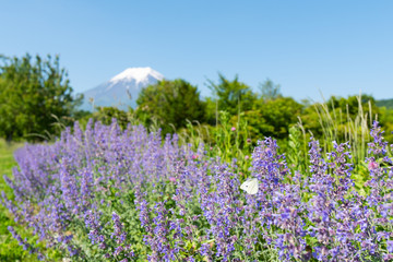 蝶々と花と富士山