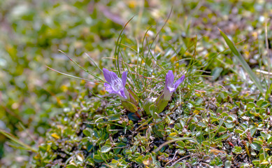 purple flowers on green background