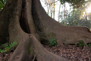 大樹の幹