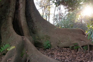 大樹の幹