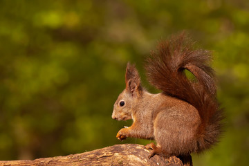 Eurasian red squirrel (Sciurus vulgaris)