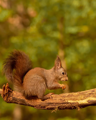 Eurasian red squirrel (Sciurus vulgaris)