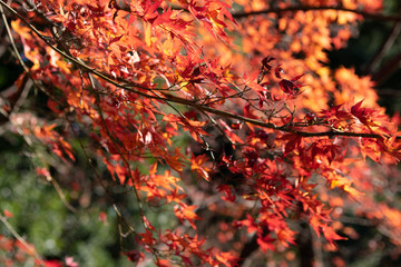 真っ赤な紅葉