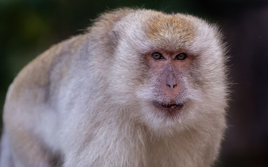 Ape portrait, Monkey