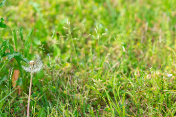 たんぽぽの綿毛