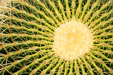 Fototapeta premium Succulents and cactus in pots on marble floors
