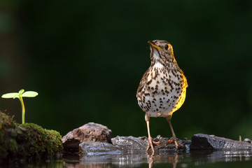 song thrush (Turdus philomelos)