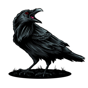crow vector and illustration logo