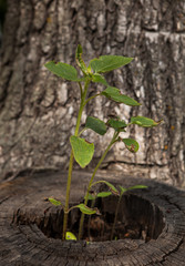 The young shoots of trees.