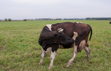 Cow in pasture