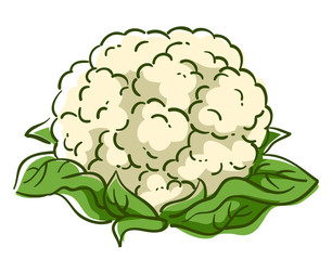 Cauliflower Superfood Illustration