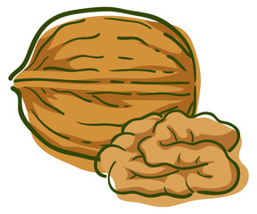 Walnut Superfood Illustration