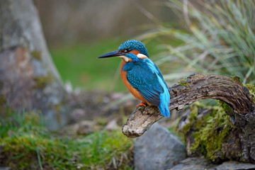 à l'affût du moindre poisson