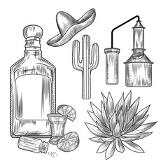 Set of tequila. Shot glass and bottle tequila, salt, lime, blue agave