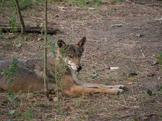 Closeup Wild male or female wolf wrelaxing in the forest green grass summer time close to the trees