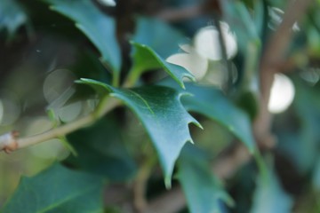 The holly in the cold winter air