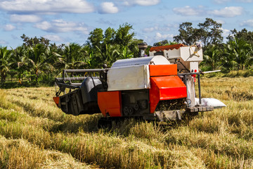 Fototapeta premium Harvester machine to harvest wheat field working. Combine harvester agriculture machine harvesting golden ripe wheat field in Thailand