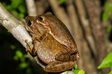 Close up golden tree frog  breeding on branch.