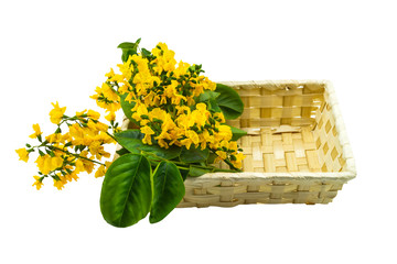 Closed up yellow flower of Burmese Rosewood or Pterocarpus indicus Willd,Burma Padauk and green leaf in basket isolated on white background.Saved with clipping path.