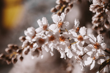white flowers