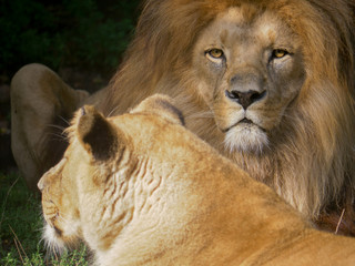 Scenic Close up portrait view couple of Lions relaxing