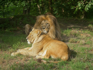 Scenic Close up portrait view couple of Lions relaxing