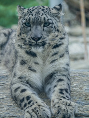 Closeup portrait of Snow leopard Panthera uncia portrait