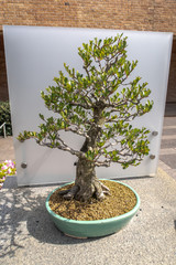 A small manicured miniature Japanese style bonsai tree on display in front of a frosted glass panel.