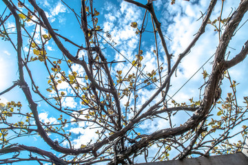 Looking up at vines over a pergola structure with clouds and blue sky showing through the tangled vegetation.