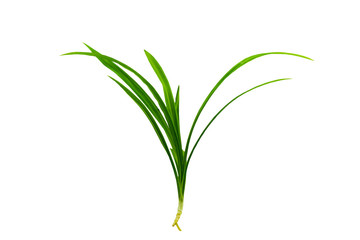 Close up green leaf of Pandanus Palm, Fragrant Pandan, Pandom wangi isolated on white background.Saved with clipping path.