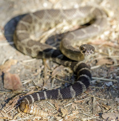 Northern Pacific Rattlesnake in defensive posture showing the rattle on the end of its tail. Russian Ridge Open Space Preserve, San Mateo County, California, USA.