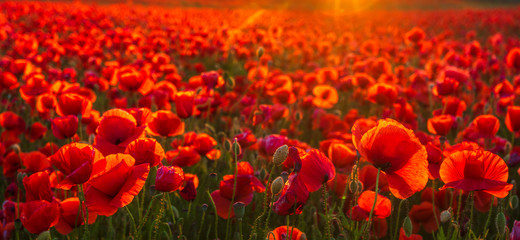 Fototapeta na wymiar panorama of magnificent red poppies illuminated by the setting sun