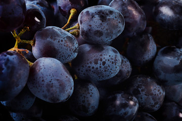 Blue wine grape background. Close-up.