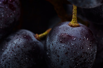 Ripe dark blue grape close up wiyh water drops.