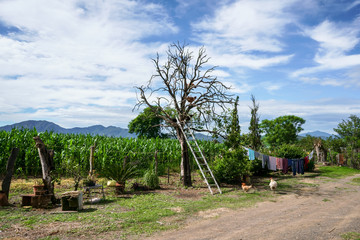 Los gallos y gallinas están arriba del árbol  y a un lado de la siembra de maíz.