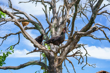Hay varios gallos y gallinas sobre las ramas árbol seco en el campo.