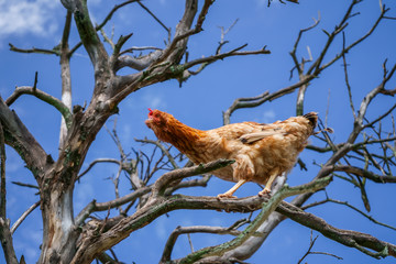 La gallina está arriba de las ramas del árbol seco.