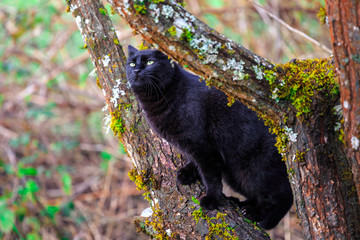 Cat Relaxing in the Tree